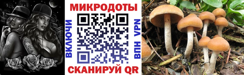 где можно купить   Никольское  Галлюциногенные грибы GOLDEN TEACHER 